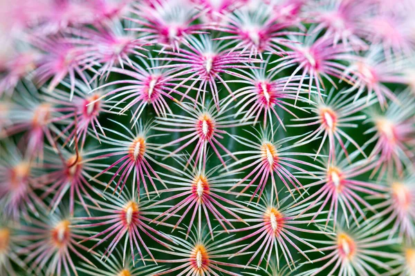 Cactus Una Planta Que Vive Tierras Áridas Como Desierto — Foto de Stock