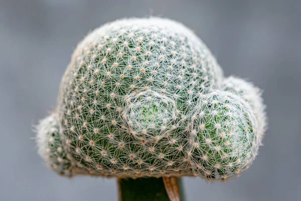 Cactus Plant Lives Arid Land Desert — Stock Photo, Image