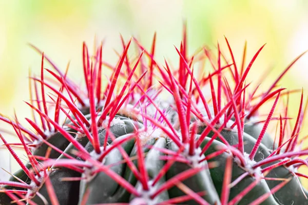 Cactus Est Une Plante Qui Vit Dans Des Terres Arides — Photo