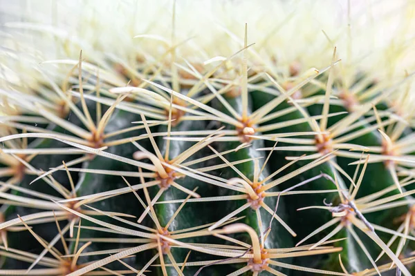 Cactus Est Une Plante Qui Vit Dans Des Terres Arides — Photo