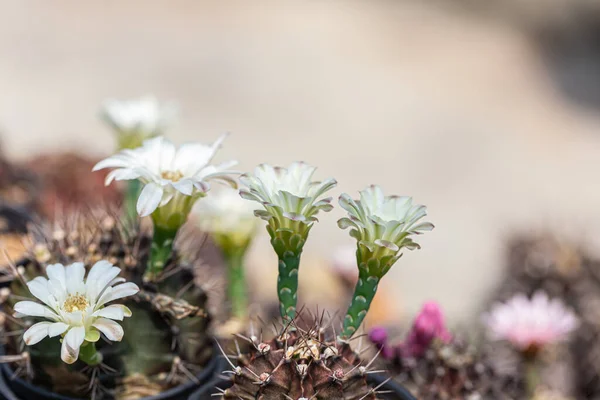 Kaktus Rostlina Která Žije Vyprahlé Zemi Jako Poušť — Stock fotografie
