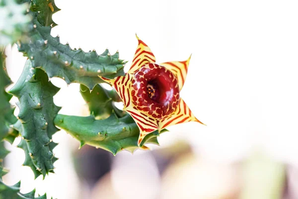 Cactus Una Planta Que Vive Tierras Áridas Como Desierto —  Fotos de Stock