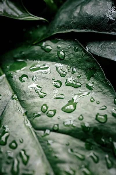 Gotas Água Nas Folhas Durante Estação Chuvosa Floresta Tropical — Fotografia de Stock