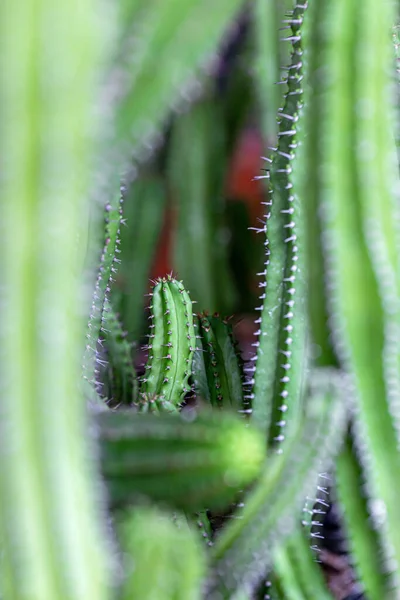 Cactus Plant Lives Arid Land Desert — Stock Photo, Image