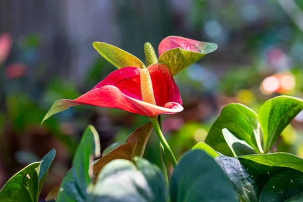 Hermosa Flor Espádice Jardín Enfoque Selectivo —  Fotos de Stock