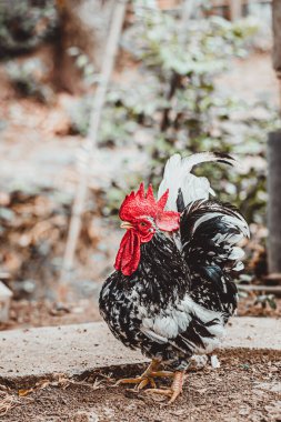 Zeminde ritmik bir yürüyüş şekli var.