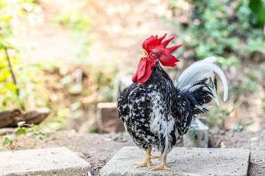 Zeminde ritmik bir yürüyüş şekli var.