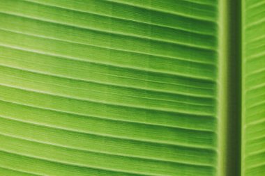 Güneşin altındaki yaprakların deseni doğanın güzelliğini yansıtır..