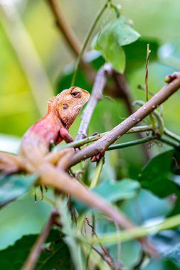 Ağaç kertenkelesi ağaçta kaldı ve hareketsiz kalıp avını bekledi..