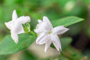 Yasemin 'in çiçek açan güzel bir dalının görüntüsü
