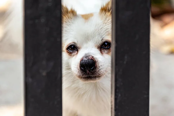Cão Pequeno Bonito Olhando Para Fora — Fotografia de Stock
