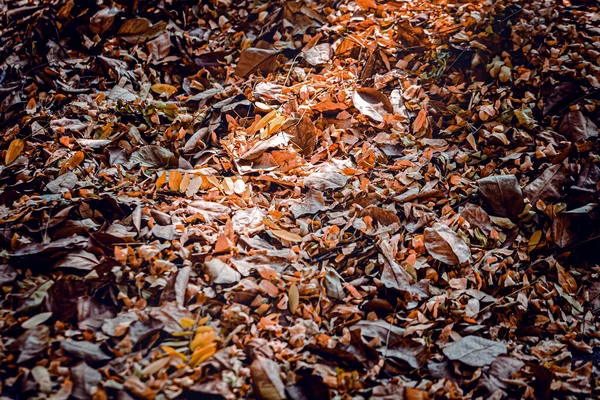 Background Texture Yellow Leaves Autumn Leaf Background — Stock Photo, Image