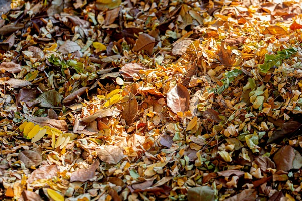 Background Texture Yellow Leaves Autumn Leaf Background — Stock Photo, Image
