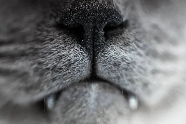 灰猫的鼻子和嘴 — 图库照片