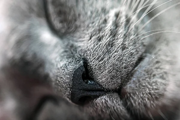 灰猫的鼻子和嘴 — 图库照片