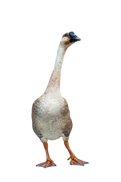 Goose Standing Floor — Stock Photo, Image