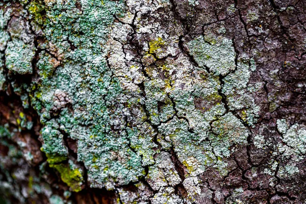 树上的黄色苔藓 — 图库照片