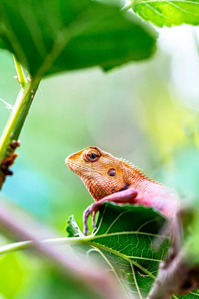 Lagarto Árvore Permaneceu Árvore Permaneceu Imóvel Esperando Por Sua Presa — Fotografia de Stock