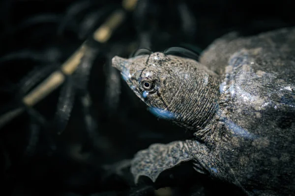 Żółw Łuskany Naturze — Zdjęcie stockowe