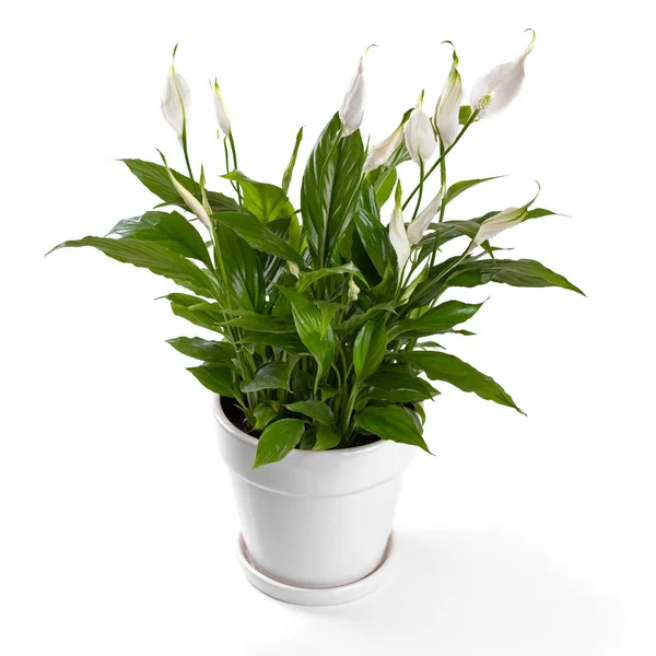 Beyaz arka plan üzerinde izole saksı spatifilyum çiçek — Stok fotoğraf