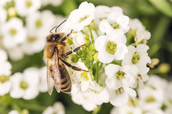 花の花粉を集める蜂でマクロ撮影 — ストック写真