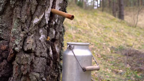 Birch tree sap verzamelen — Stockvideo