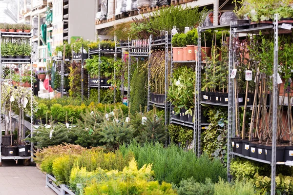 樹木や植物の養樹園店でのさまざまな ストックフォト