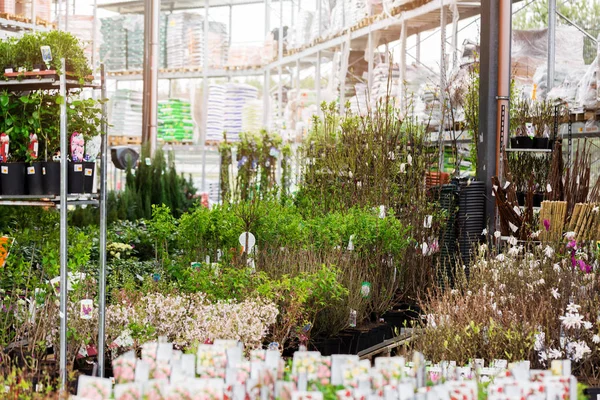 Satılık Bahçe süpermarkette süs bitkileri — Stok fotoğraf
