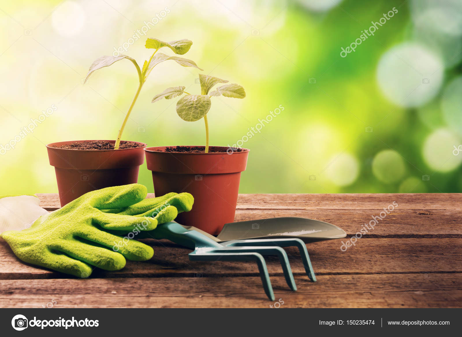 Gardening Tools And Plants On Old Wooden Table In Garden Stock Gardening Tools And Plants On Old Wooden Table In Garden Stock Photo 150235474