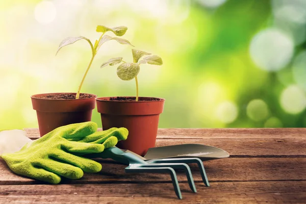 Herramientas de jardinería y plantas en la vieja mesa de madera en el jardín —  Fotos de Stock