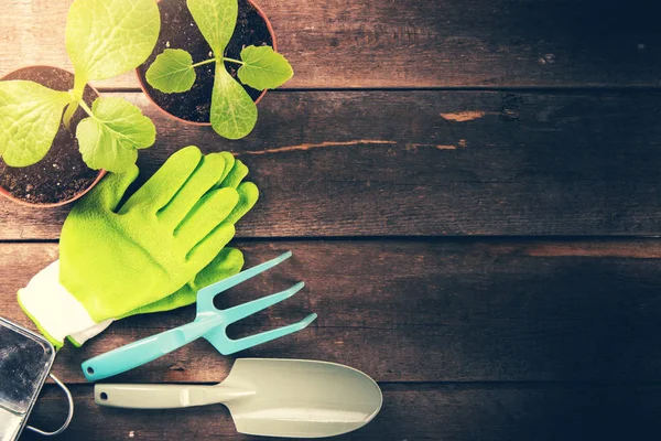 Outils de jardinage et de plantes sur un vieux fond en bois avec espace de copie Images De Stock Libres De Droits