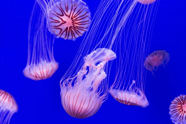 Jellyfish - chrysaora pacifica — Stock Photo, Image