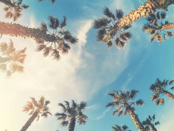 Hermosa puesta de sol tropical con palmeras en la playa — Foto de Stock