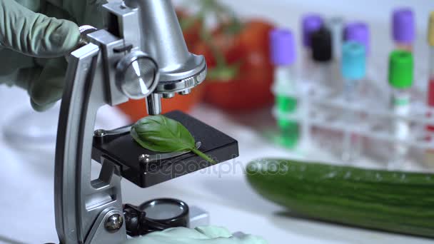Lebensmittelkontrolle - Wissenschaftler inspiziert Basilikumblatt mit Mikroskop im Labor — Stockvideo