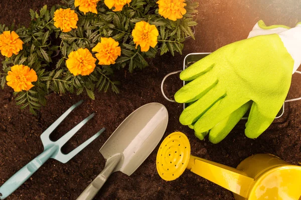 Садовые инструменты и цветы из Мэриголд на фоне почвы — стоковое фото