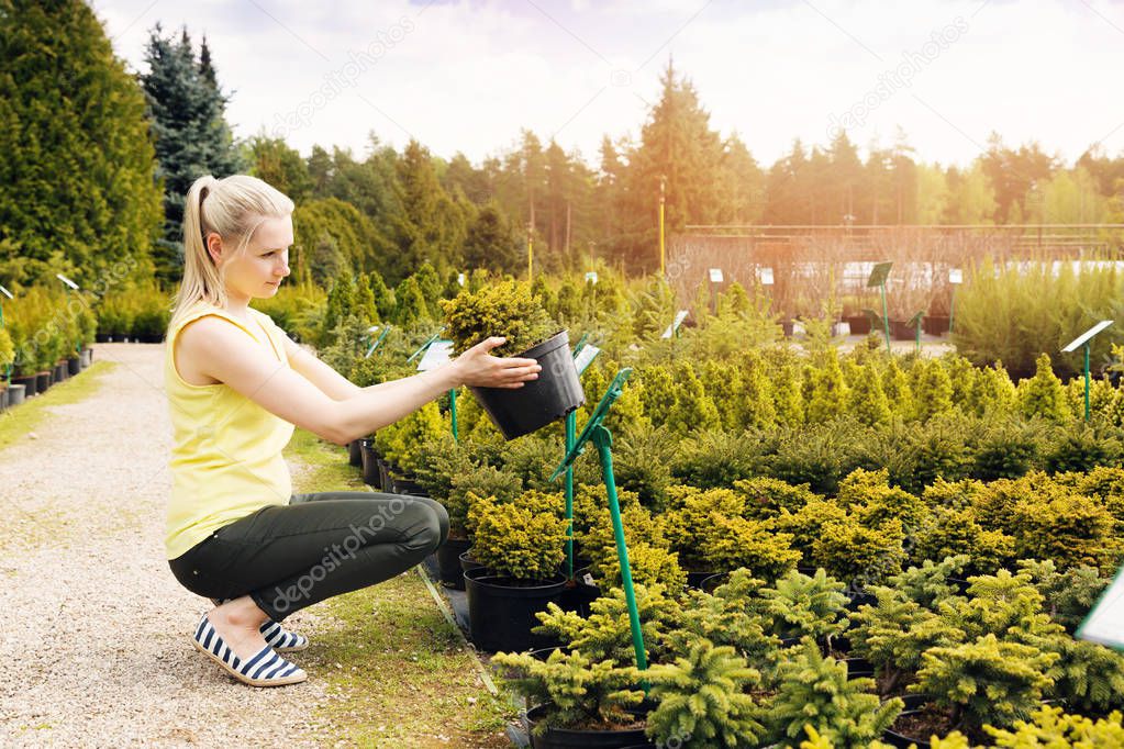 woman choosing ornamental conifer tree at outdoor plant nursery