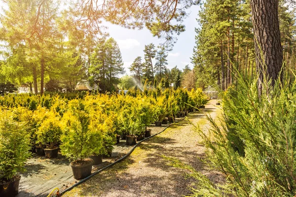 Zewnątrz rośliny i drzewa w przedszkolu — Zdjęcie stockowe