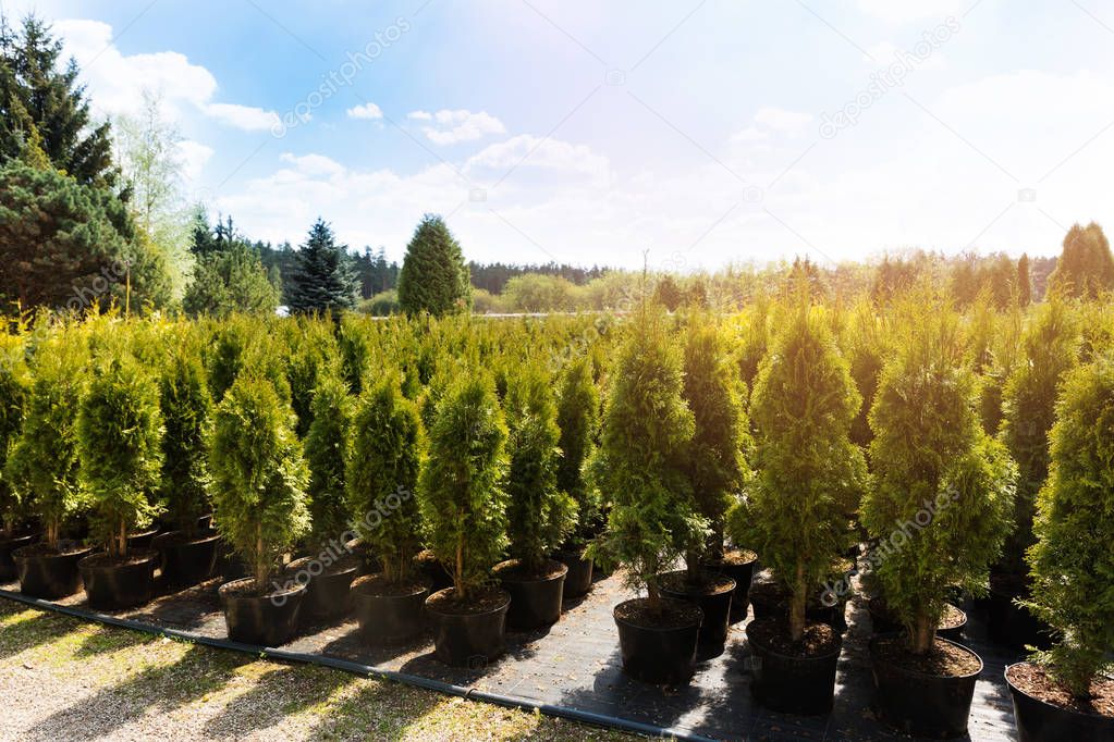 thuja trees at plant nursery