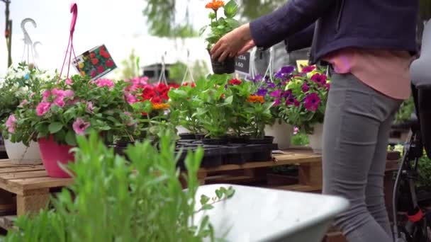 Vrouw kiezen decoratieve tuin bloemen in de plant kwekerij — Stockvideo