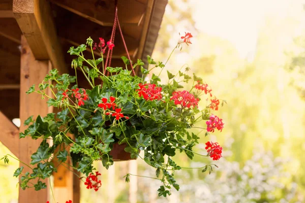 Κόκκινο pelargonium κρέμονται σε κληματαριά — Φωτογραφία Αρχείου