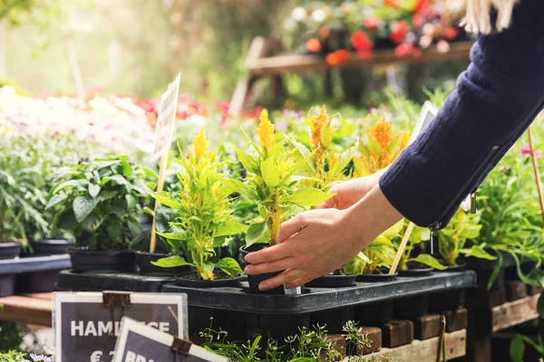 Kobieta kupić Doniczka w sklepie szkółki roślin ogrodowych — Zdjęcie stockowe