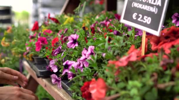 Hands pick petunia flower pot from shelf at garden plant store — Stock Video
