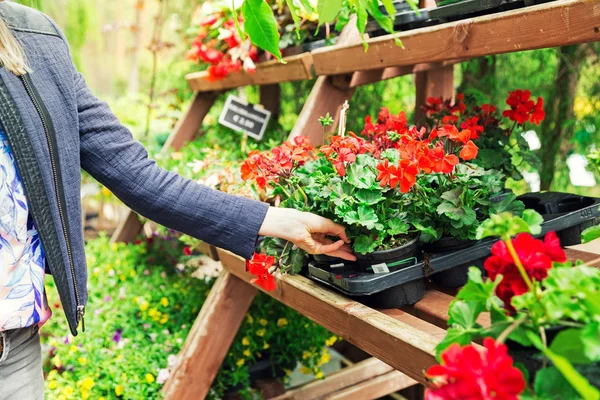 Frau pflückt Pelargonien-Geranienblüte aus Regal im Gartenplan — Stockfoto