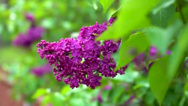 Purple lilac branch swinging in wind — Stock Video