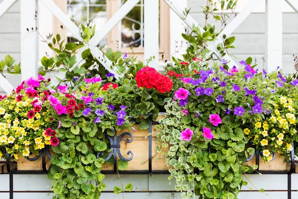 Kleurrijke bloembakken in de voorkant van het huis — Stockfoto