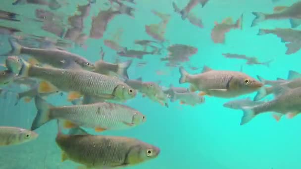 Escuela de peces bajo el agua — Vídeos de Stock