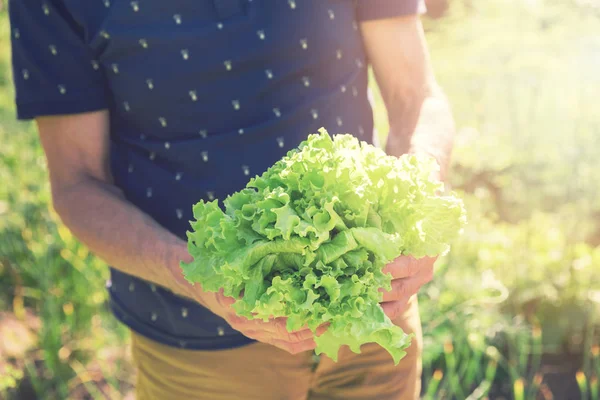 Manos campesinas sosteniendo hojas de lechuga fresca —  Fotos de Stock