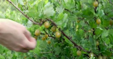 bahçede bektaşi üzümü Bush olgun çilek toplama el