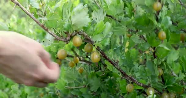 손 정원에서 베리 부시의 익은 열매를 따기 — 비디오