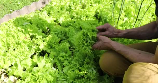 Збирання свіжого салату з садового ліжка на подвір'ї — стокове відео